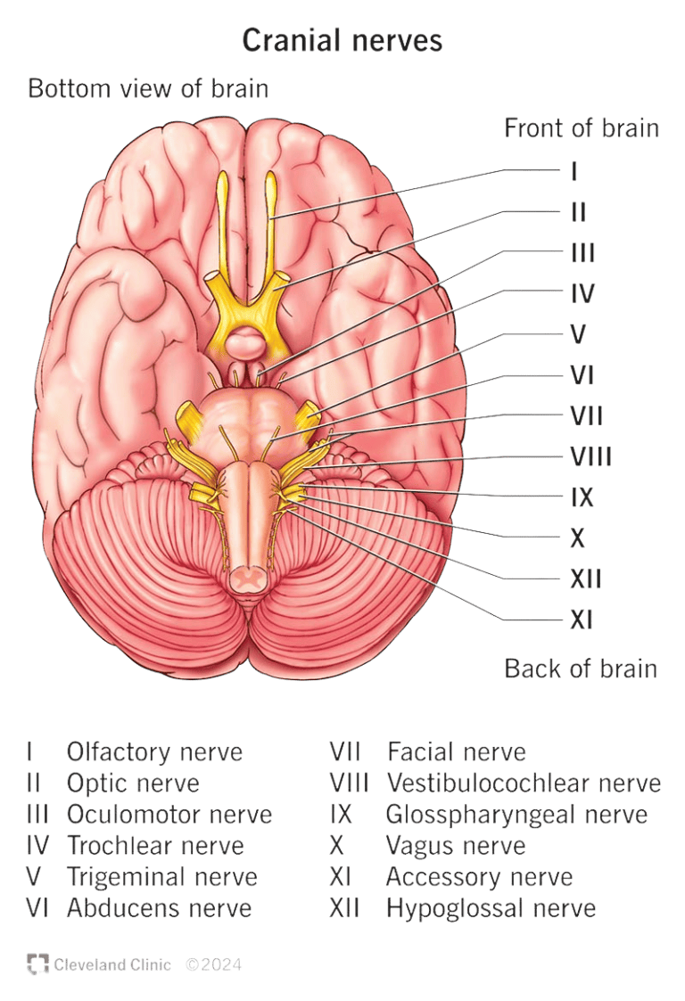Complete NCLEX cranial nerves study guide showing mnemonics, functions, and testing methods for CN I through CN XII
