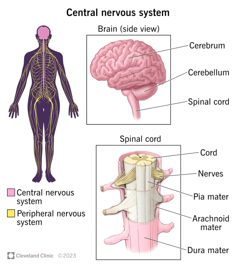 NCLEX study guide infographic showing the division of the nervous system into the Central Nervous System (CNS) and Peripheral Nervous System (PNS).