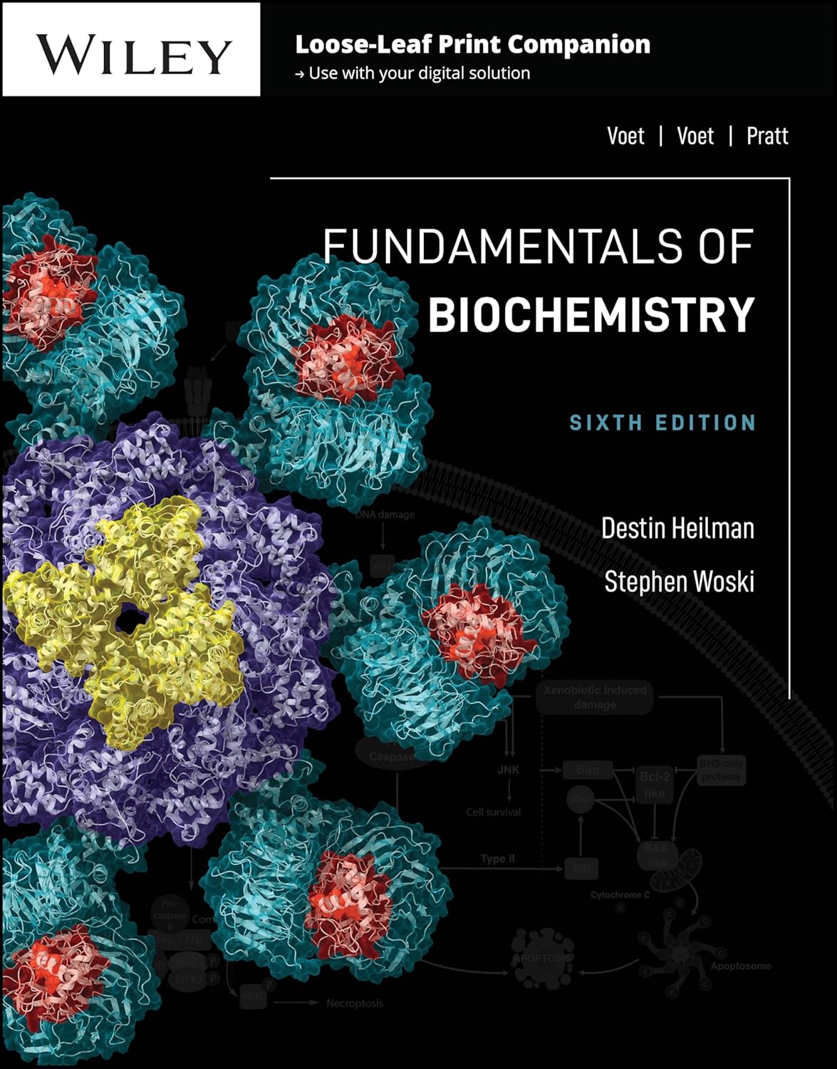 Fundamentals of Biochemistry 6th Edition Donald Voet Stephen Woski Test Bank Searchable PDF Study Guide
